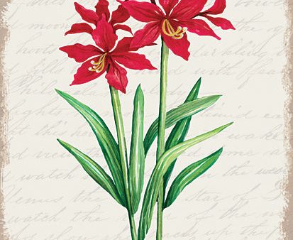 CIN3275 - Red Amaryllis Botanical I - 12x16 on Sale